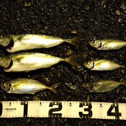 エギングがダメだったので